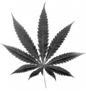 grey marijuana leaf