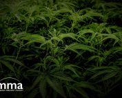 Financial Association Implores Senate to Pass Marijuana Banking