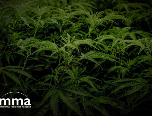 Financial Association Implores Senate to Pass Marijuana Banking