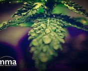CLIMB Act Cannabis Banking Bill